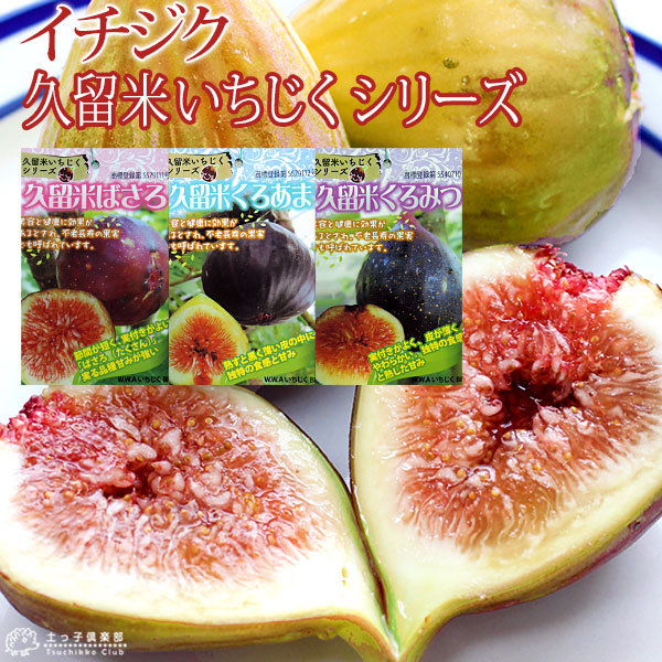 楽天市場】【スーパーSALE☆600円OFF】イチジク 『 久留米いちじく