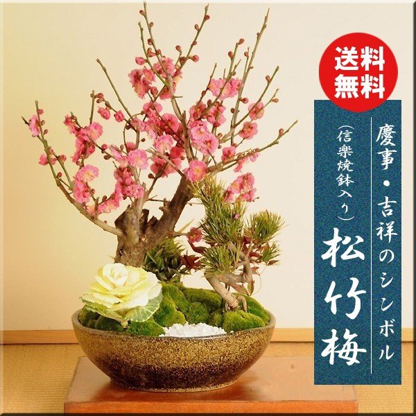楽天市場】庭木・植木：アメリカヒトツバタコ（なんじゃもんじゃの木