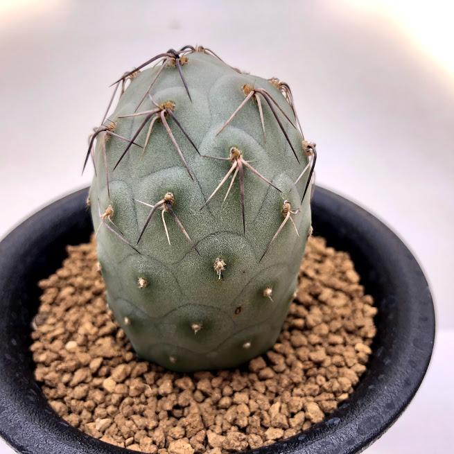 楽天市場】サボテン：テフロカクタス ゲオメトリクス 刺あり 自根*幅