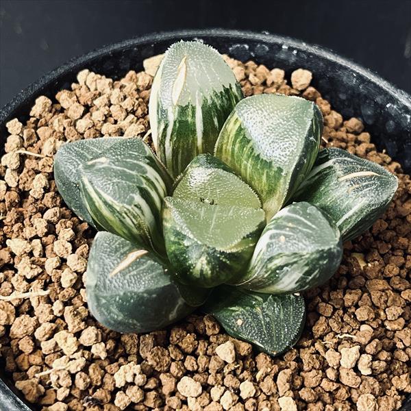 楽天市場】多肉植物：ハオルチア 鮮明黄色斑 コレクタ錦*幅6cm 現品