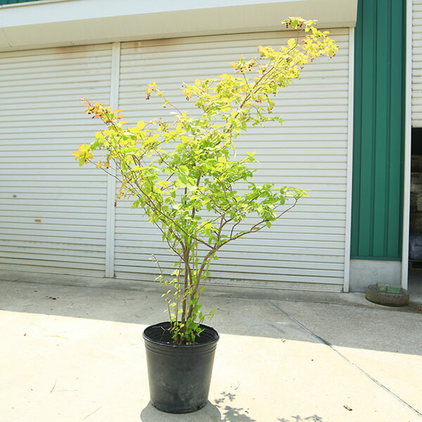 楽天市場】希少庭木・植木：ナツハゼ（なつはぜ）* 現品限り！ 樹高