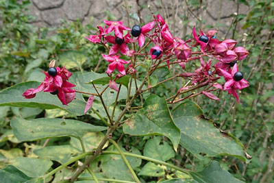 クサギの実の採取とクサギ染めテスト | つぎいろ