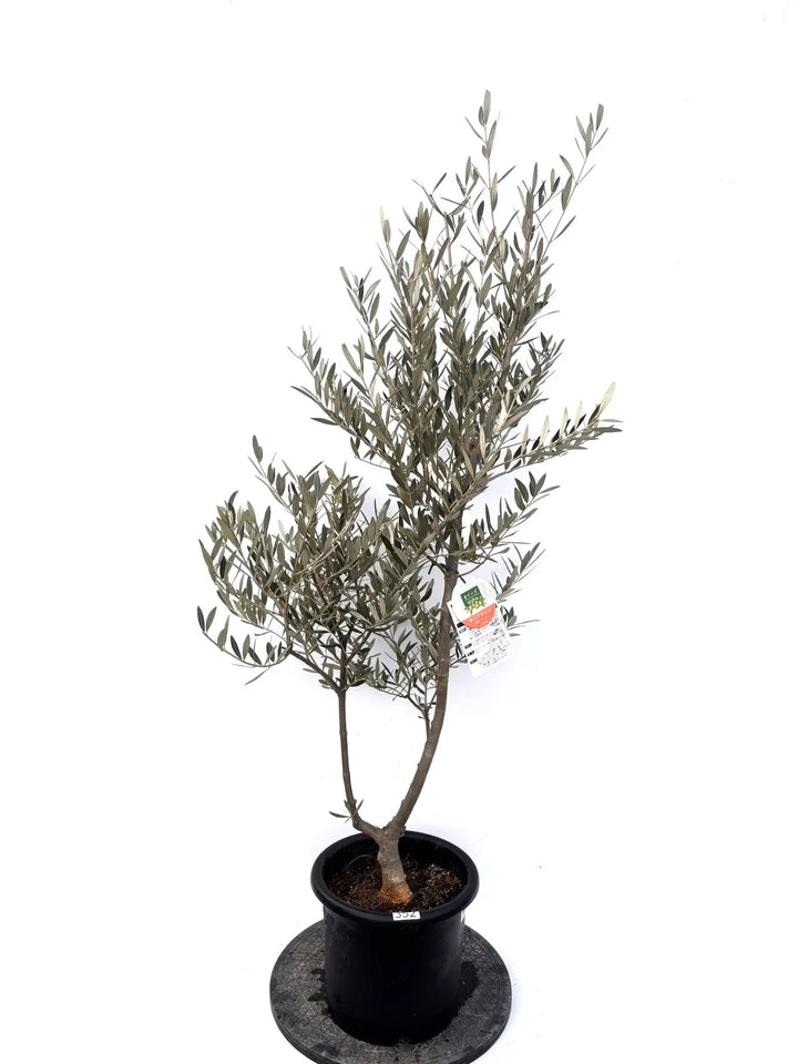 NEWホジブランコ（オリーブの木）｜Mサイズ｜K-352｜約140cm｜人気