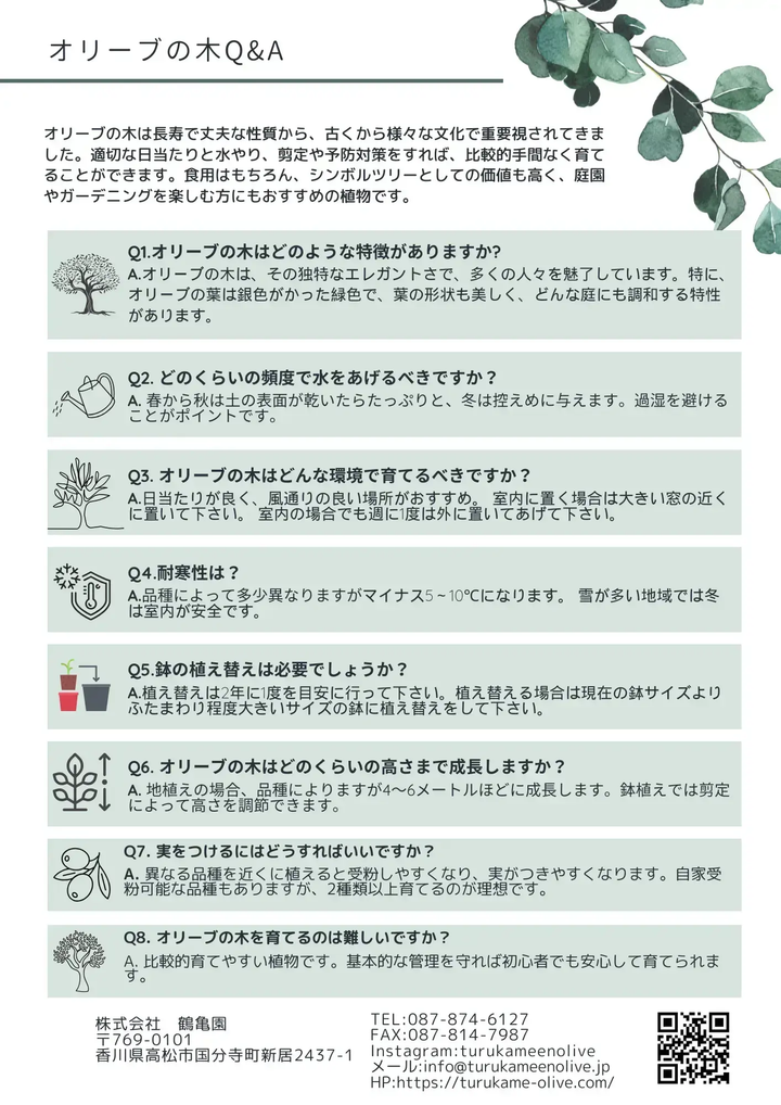 NEWアスコラーナ（オリーブの木）｜Lサイズ｜NO.10680｜約175cm｜観賞