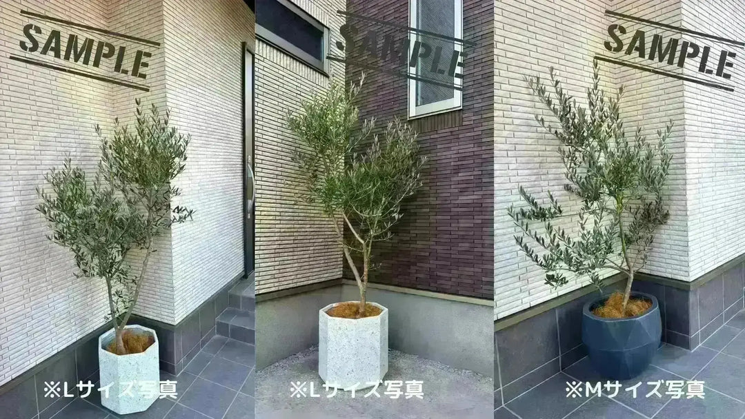 ホジブランコ（オリーブの木）｜Lサイズ｜NO.10435｜約150cm｜人気・銀