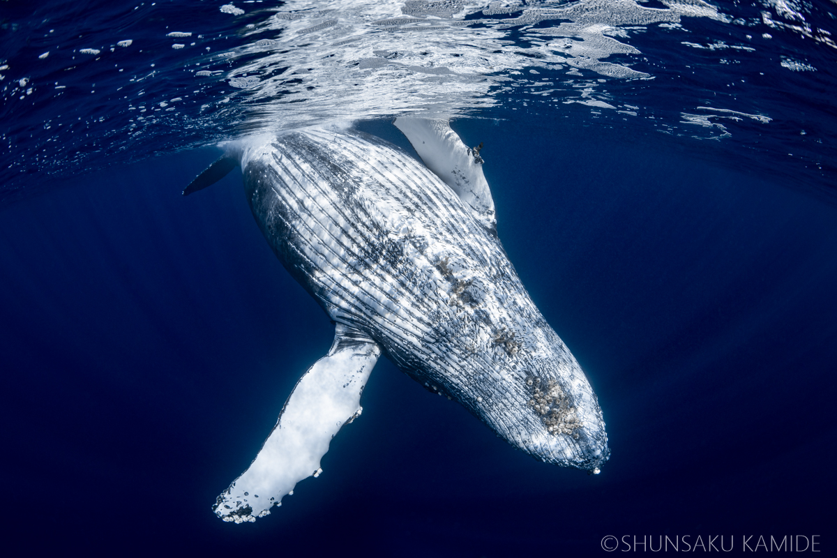 クジラの水中撮影用レンズ【2024年版】 - 陽だまりスタジオ | 水中写真
