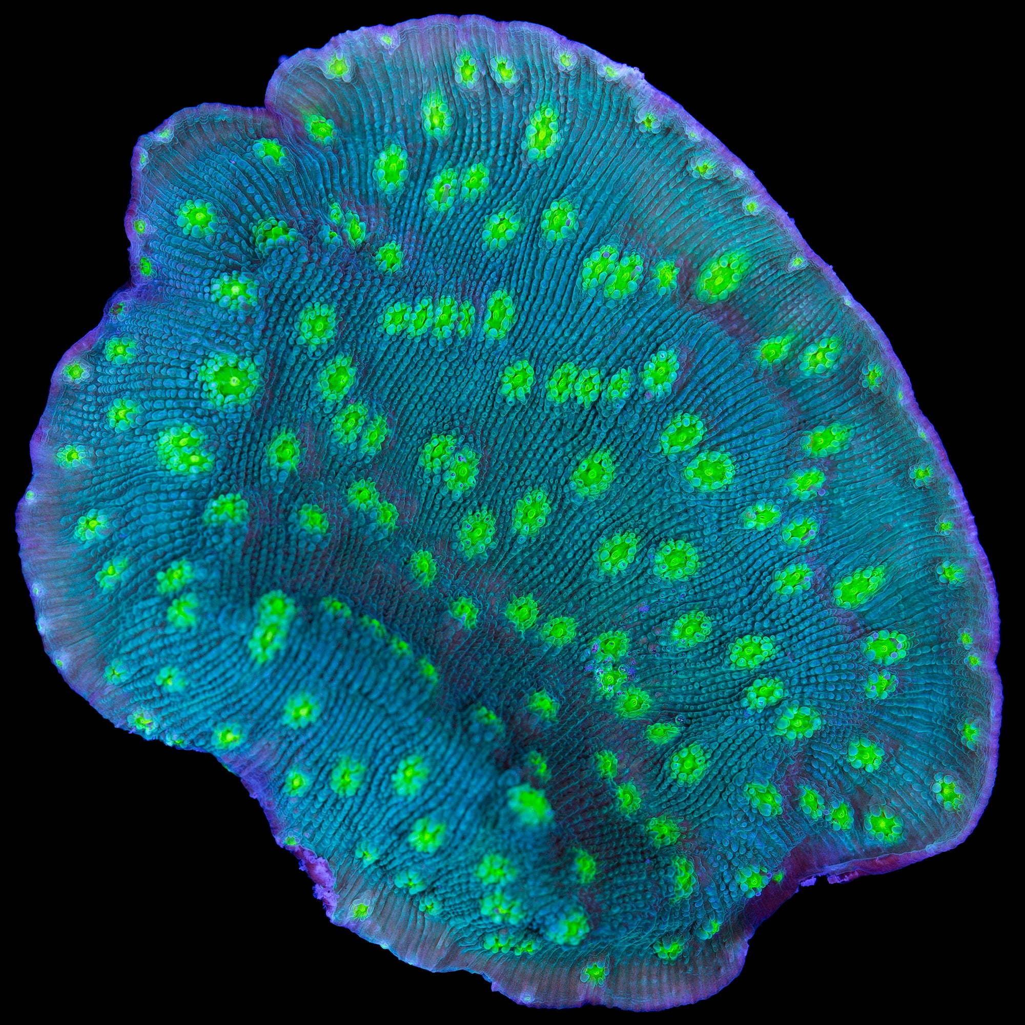 Firefly Echinopora Coral - XL Frag - Vivid Aquariums