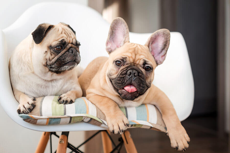 フレンチブルドッグ・ボストンテリア・パグの違いって？鼻ぺちゃ犬の