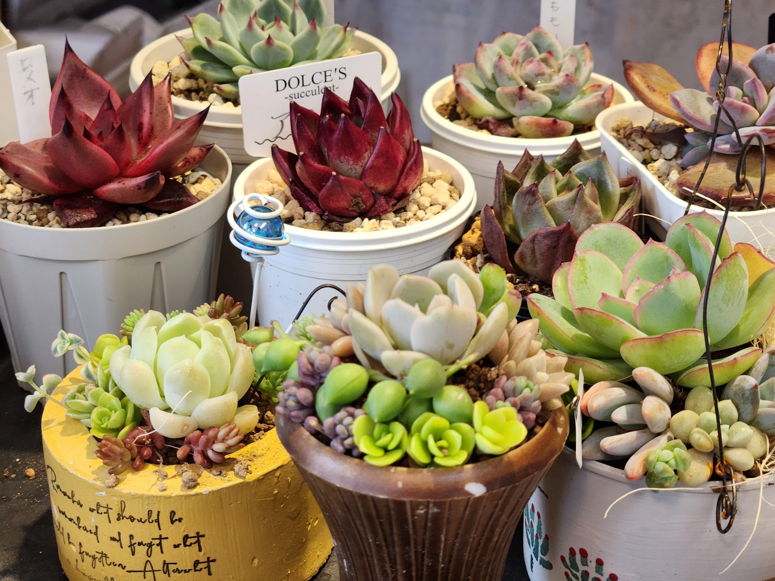 多肉植物の世界 | 若松ガス株式会社若松ガス株式会社