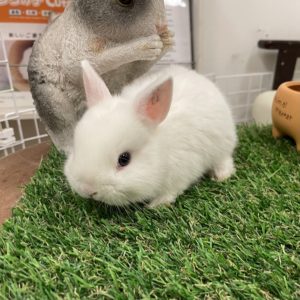 ネザーランドドワーフ、ブルーアイドホワイトの赤ちゃん H13 | うさぎ