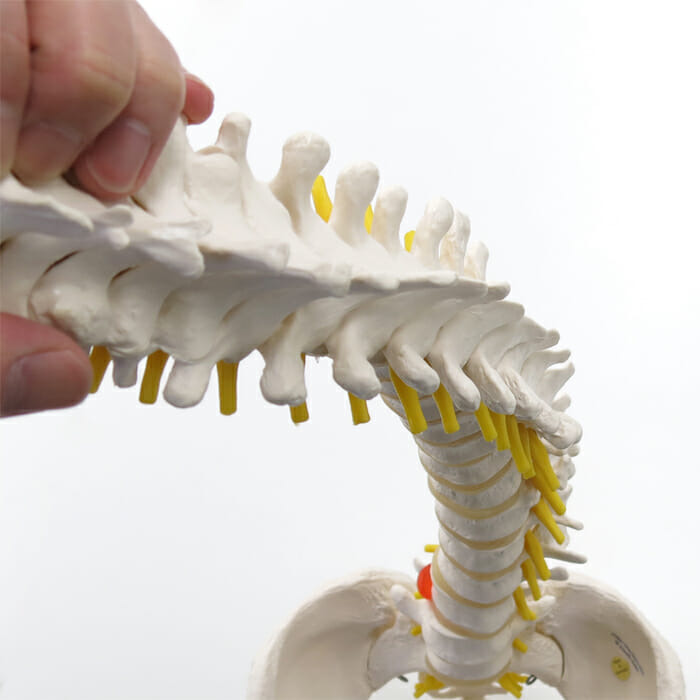 脊柱可動型モデル，女性骨盤仕様 | 日本スリービー・サイエンティフィック