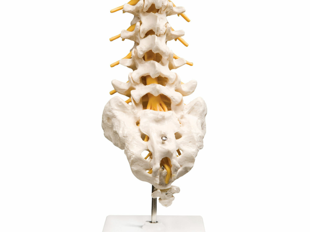 腰椎モデル | 日本スリービー・サイエンティフィック