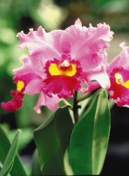 カトレアの育て方 - 園芸特集 - 株式会社 東 商