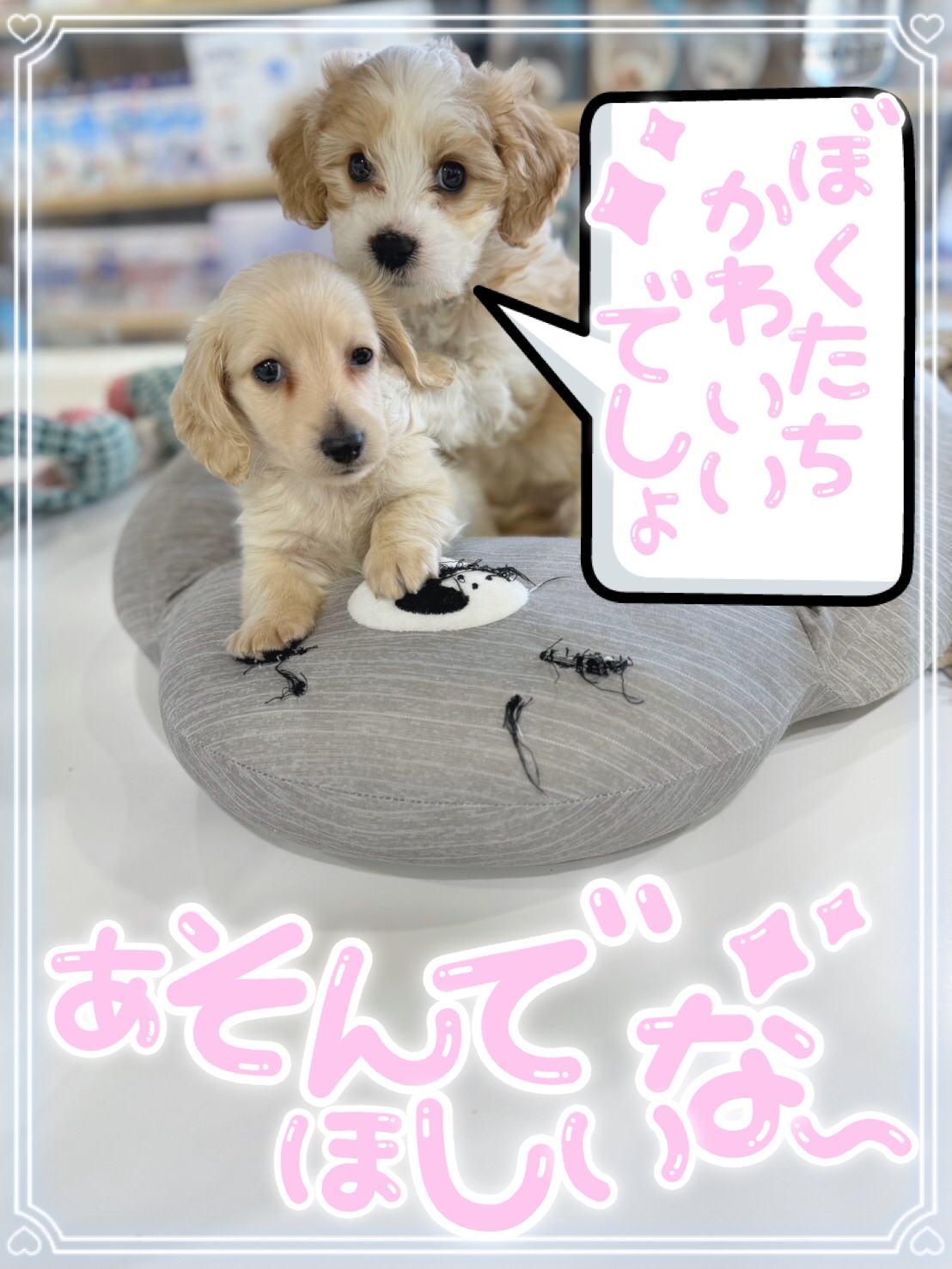 お店をさがす | WAN GROUP -ペットと人を繋ぐトータルサポートペット