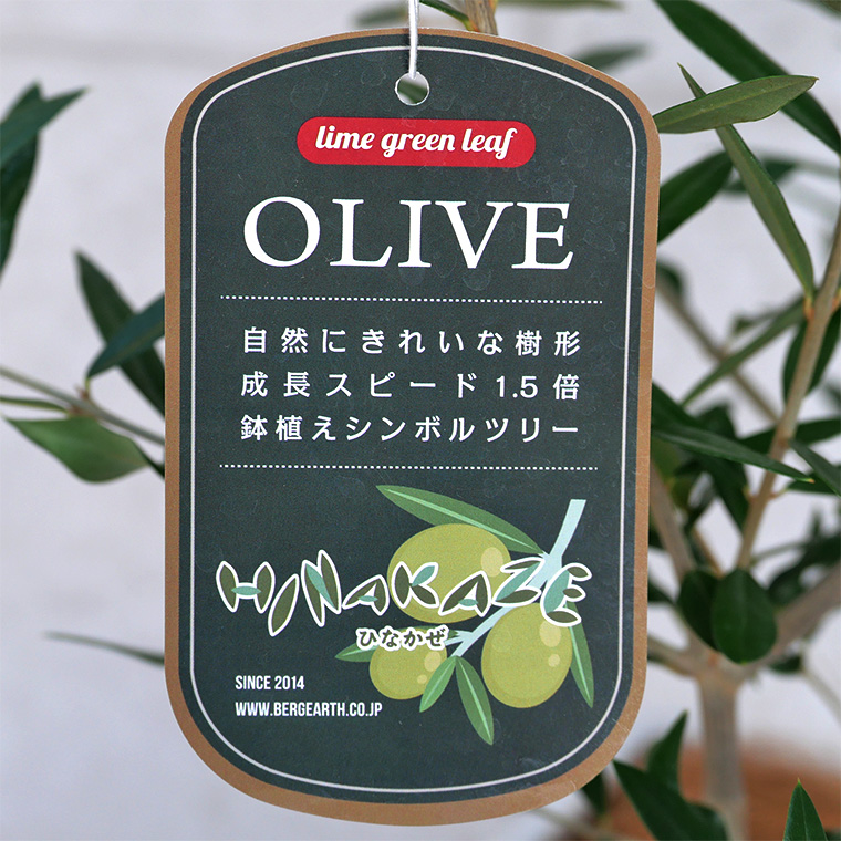 オリーブ・ヒナカゼ 5号スリット鉢 観葉植物と植木鉢の専門店cocolate