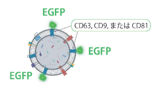 細胞外小胞 Exosome（エクソソーム・エキソソーム） | エクソソームを