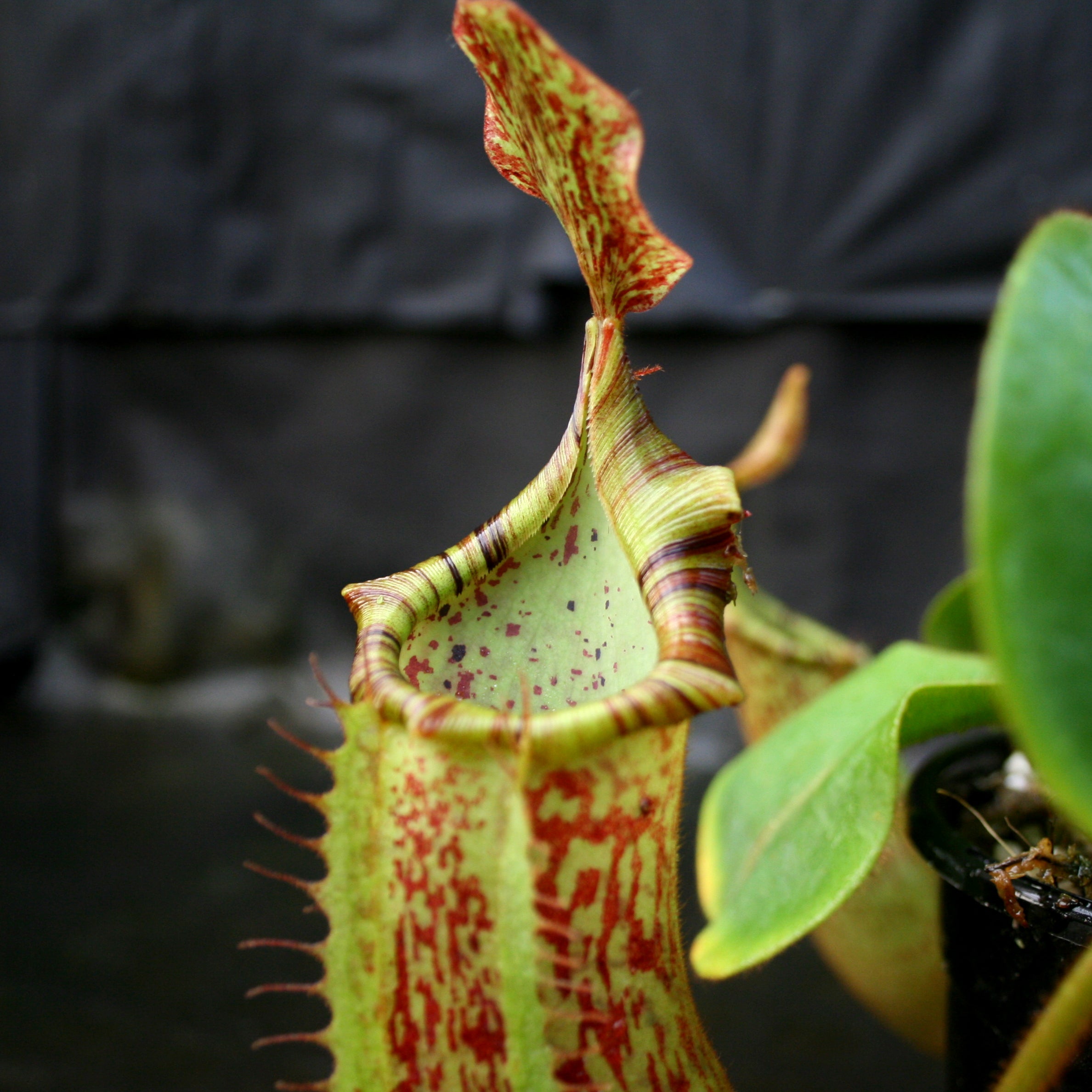 Nepenthes veitchii 