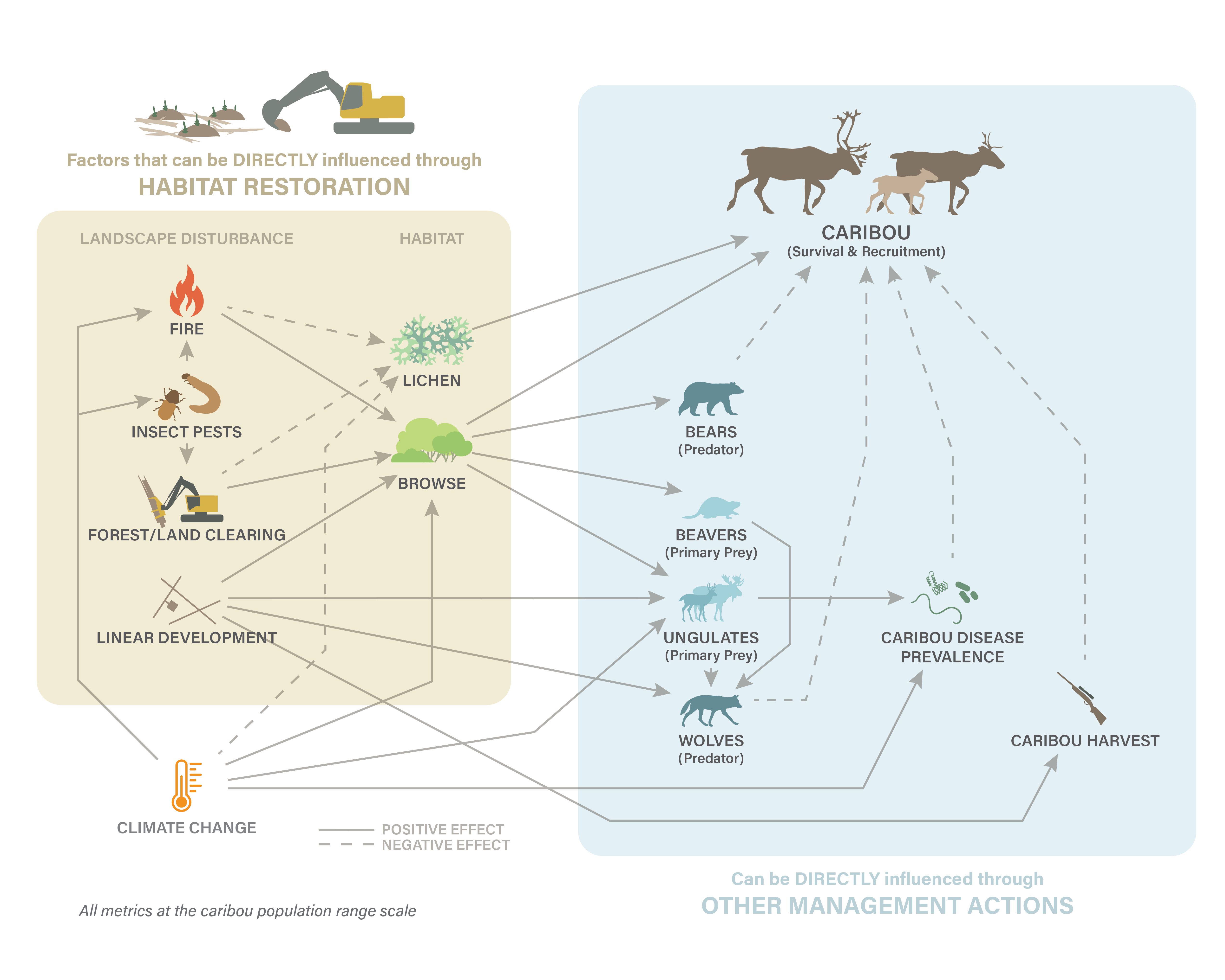 The Boreal Caribou Ecological Model - Technical Report | Canadian