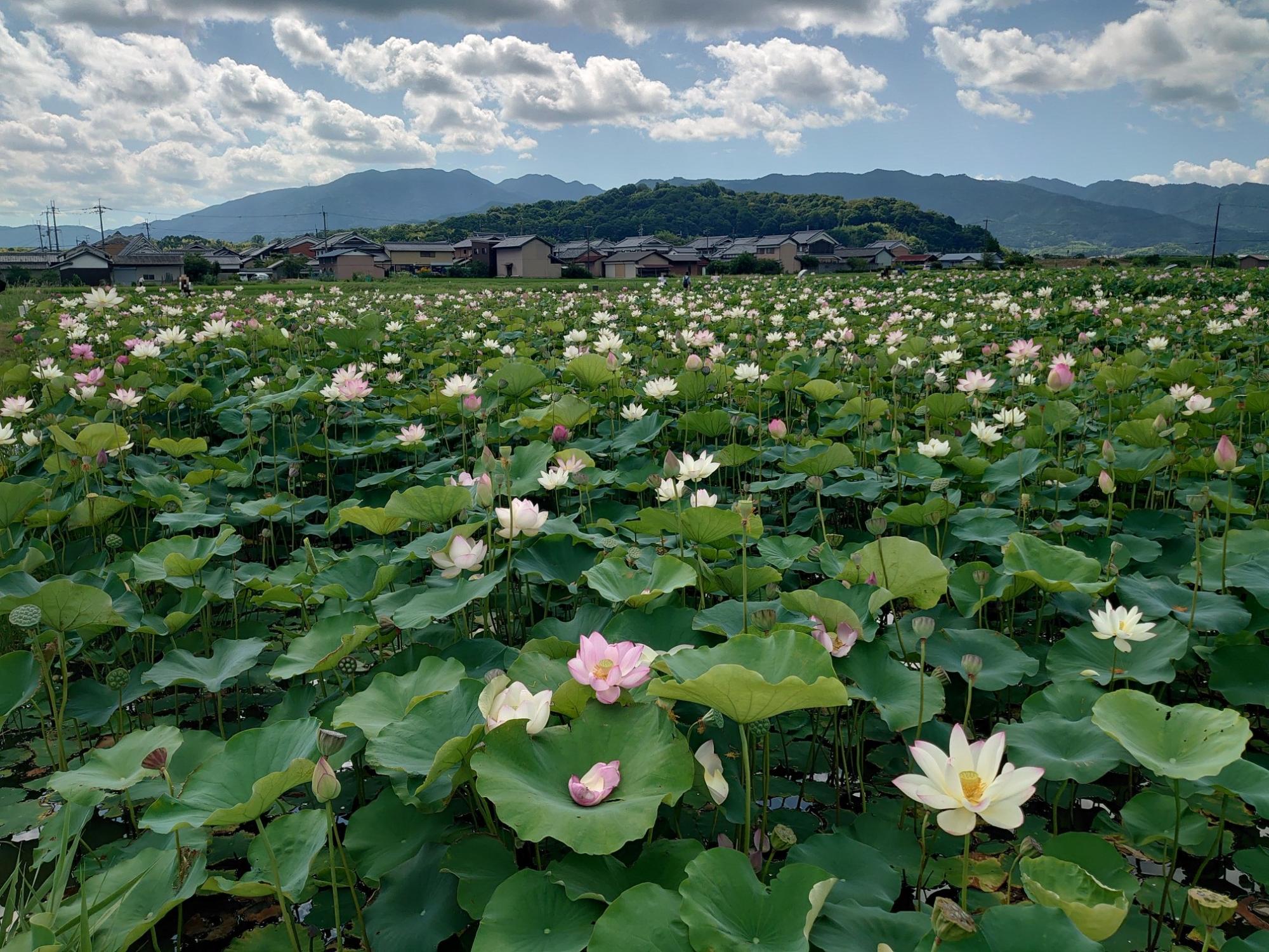 2024年夏季のハナハス開花状況／橿原市公式ホームページ