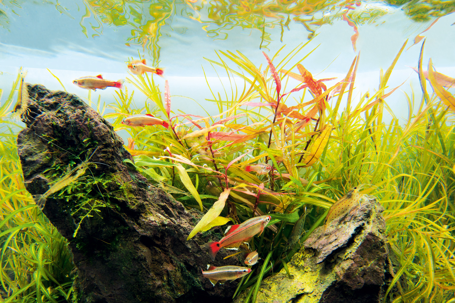 オープン・グリーンラボ 「赤くなる植物たち」 | AQUA DESIGN AMANO