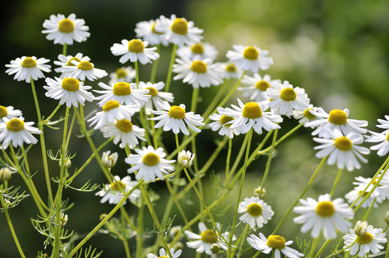 カミマイル・ジャーマン／カミマイル・ローマン