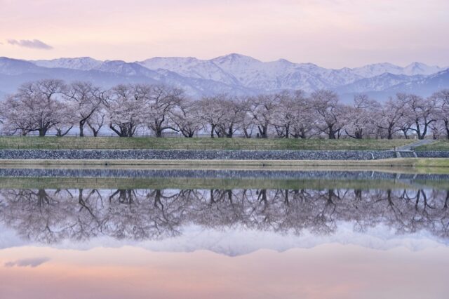 あさひ舟川「春の四重奏」カメラさんぽ | あさひさんぽ | あさひ暮らし