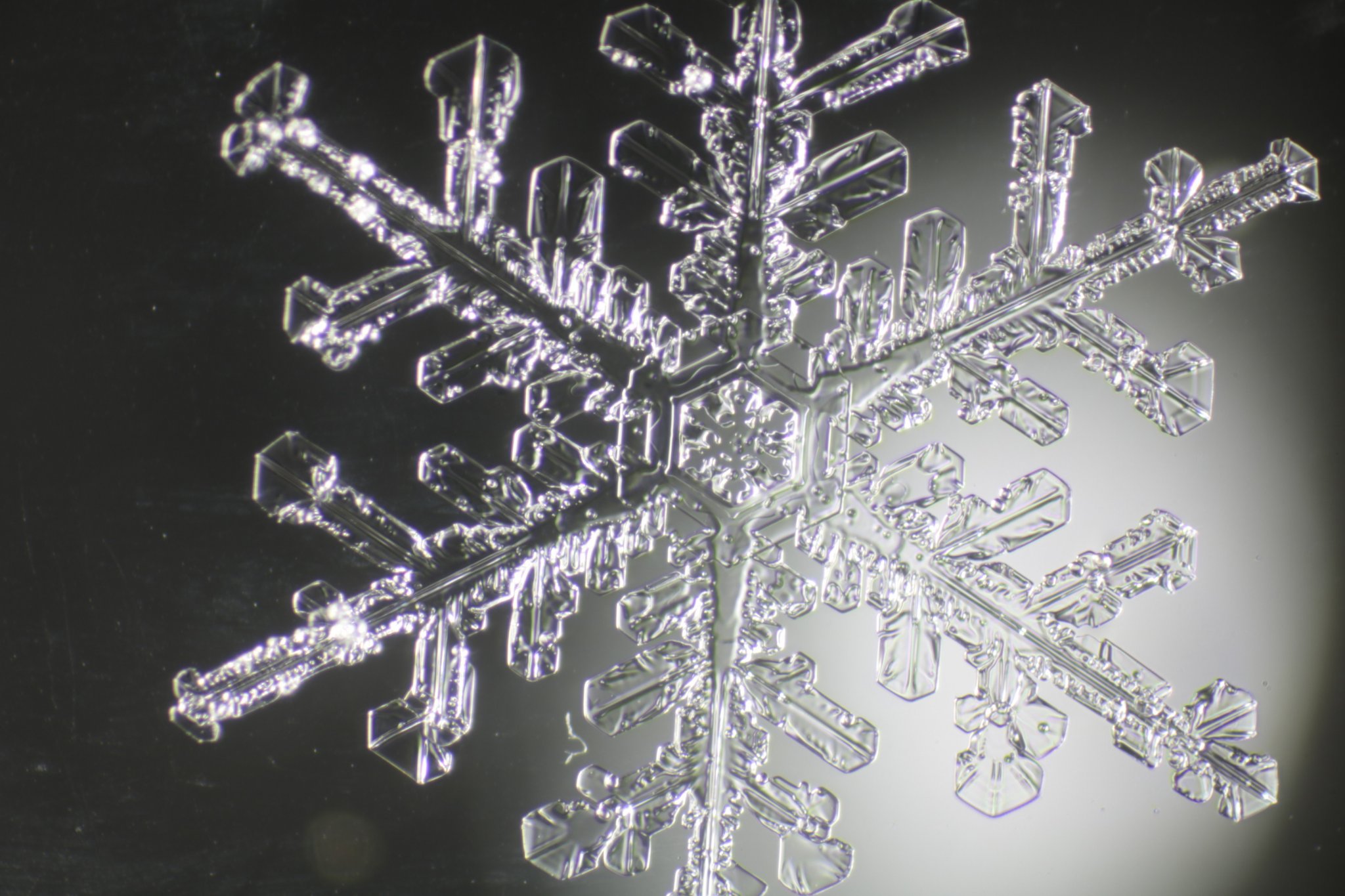 雪の結晶 | 旭岳ビジターセンター