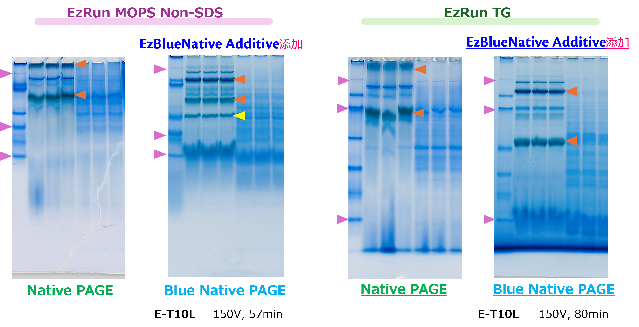 WSE-7067 EzBlueNative Additive | 泳動バッファー | 電気泳動試薬