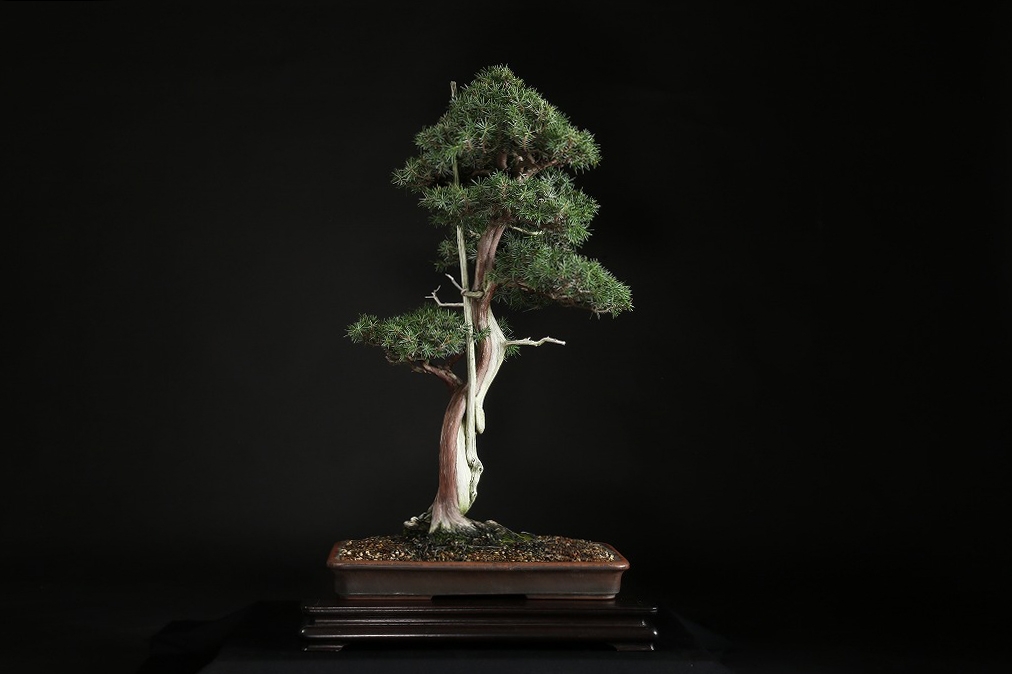 杜松 約80年 | 雨竹亭オンラインショップ