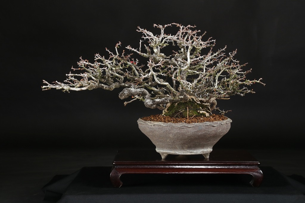 長寿梅 約50年 | 雨竹亭オンラインショップ