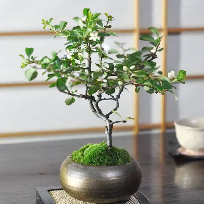 特選白花長寿梅 古木の盆栽を販売｜入門は盆栽妙 – 盆栽妙 本店