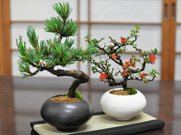 枝ぶりの良い長寿梅 赤花 万古焼 白和鉢の盆栽の販売｜盆栽妙 – 盆栽妙