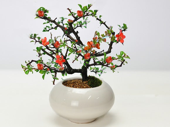 枝ぶりの良い長寿梅 赤花 万古焼 白和鉢の盆栽の販売｜盆栽妙 – 盆栽妙