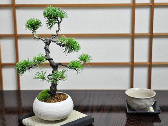 三河盆栽 石鎚五葉松 盆栽 イシヅチゴヨウマツ 十王堂 松泉 鉢 小品