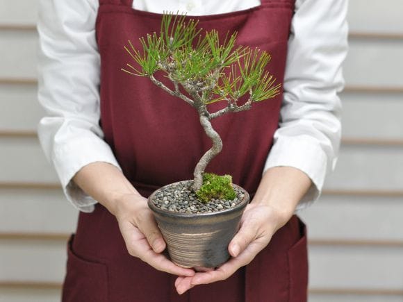 赤松の盆栽を販売｜盆栽妙 – 盆栽妙 本店