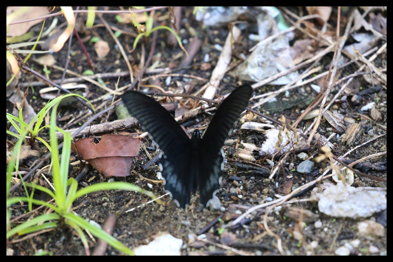 Papilio acheronアケロンアゲハ