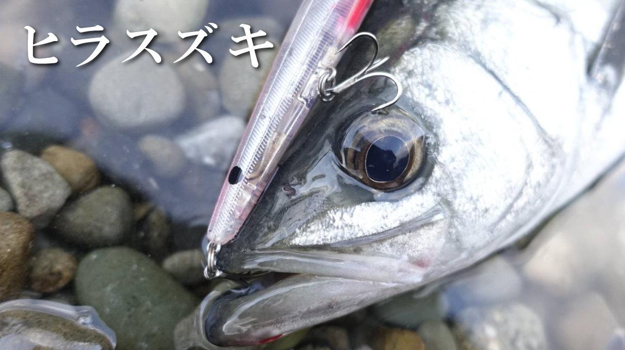 ラグゼ コヨーテ | がまかつ