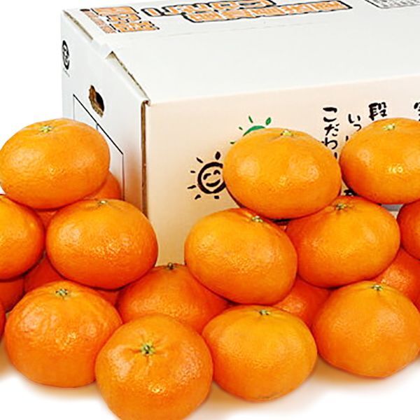 愛媛県産 甘平 ご家庭用5kg - 愛媛県産 甘平（かんぺい）