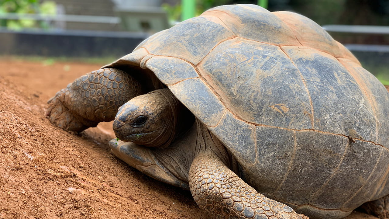 アルダブラゾウガメ アンナ | メンバーどうぶつ紹介 | みんなの