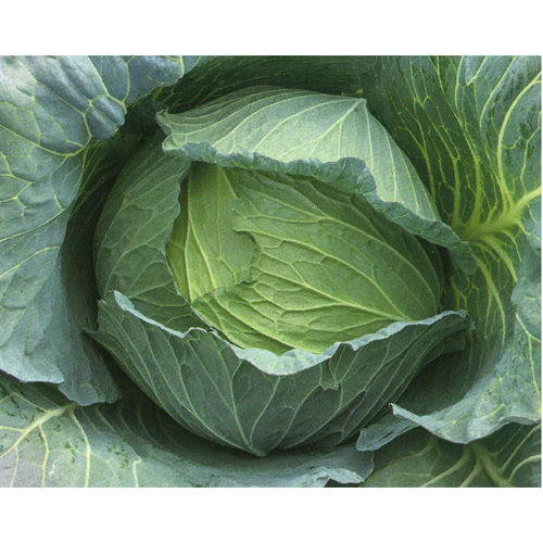 YR岩王[キャベツ]※2025年秋だね新商品 - e-種や｜国内最大級の野菜種