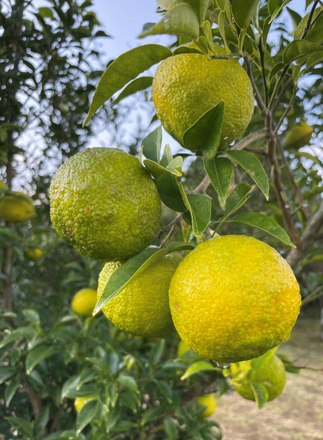 ゆず（柚子） | 新和造園株式会社