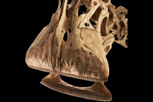 診療896日目、500本の歯が14日で生え変わる恐竜がいた？