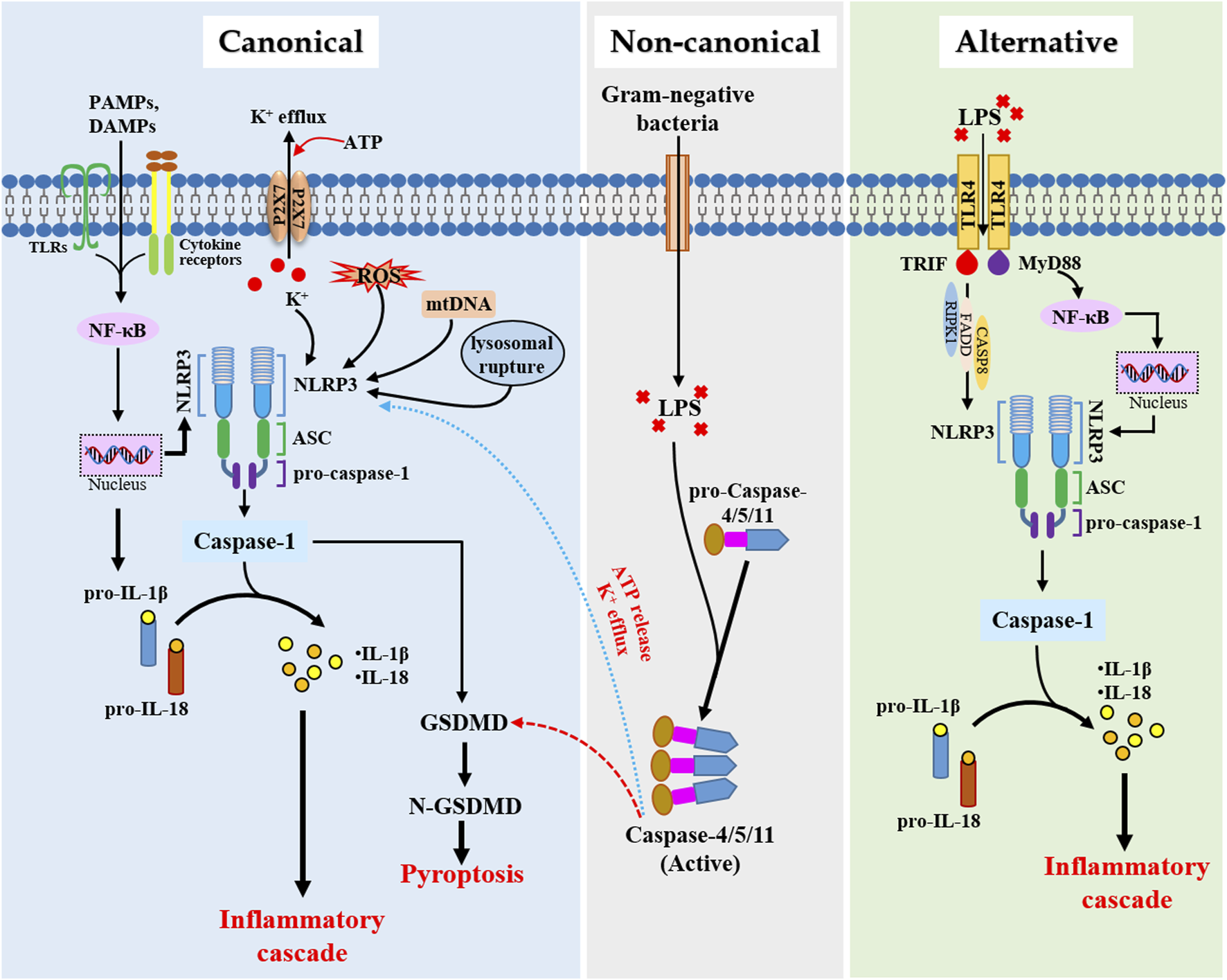 Frontiers | An overview of current research on the modulation of