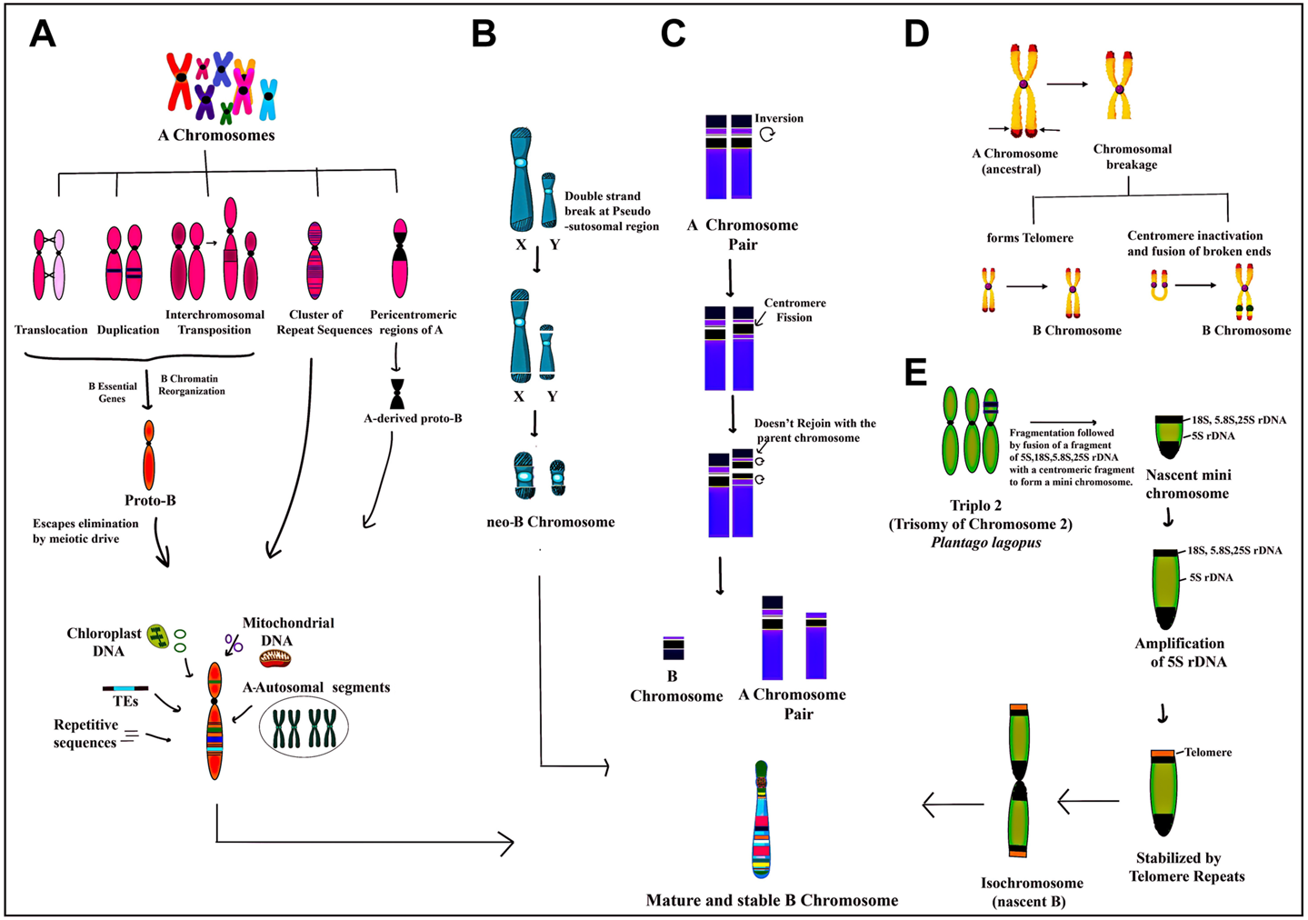 Frontiers | Comprehending the dynamism of B chromosomes in their