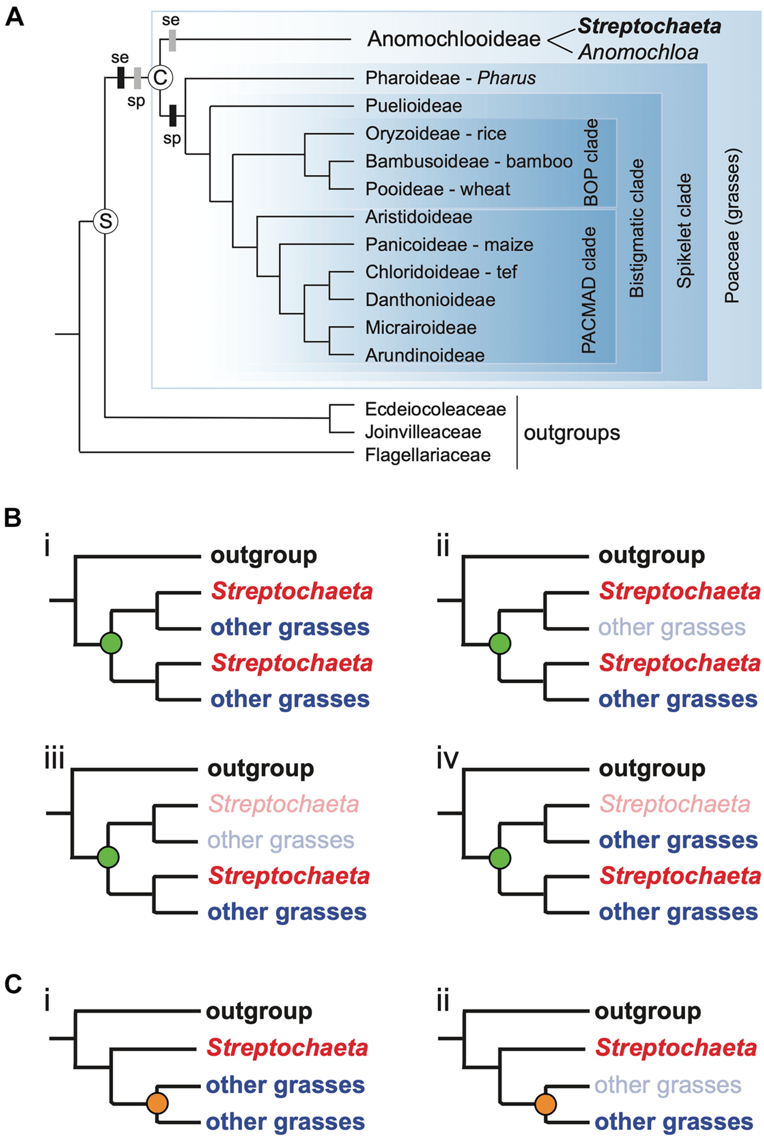 Frontiers | The Streptochaeta Genome and the Evolution of the Grasses