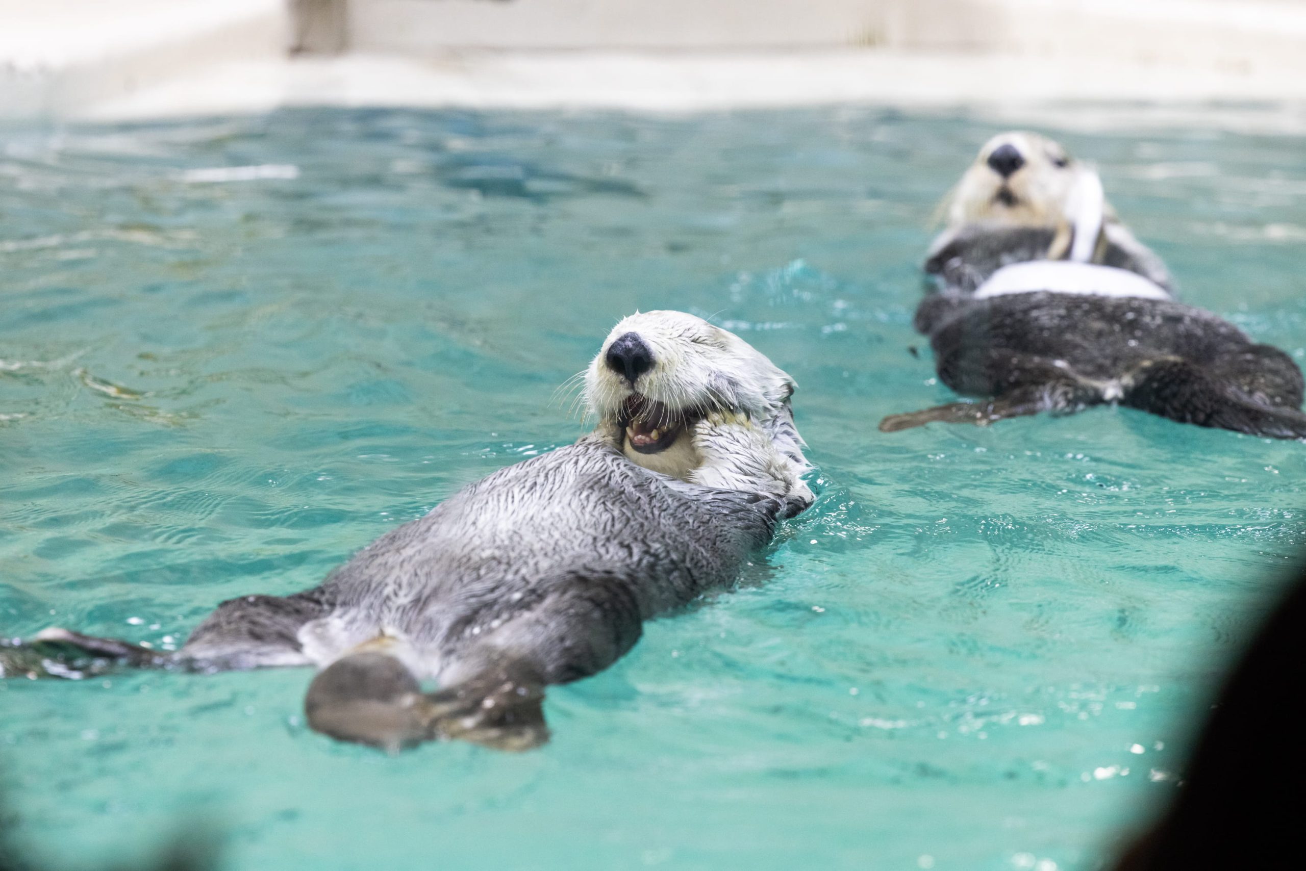 Pick UP】もっと知りたい！ 水族館のアイドル・メイとキラのすがお