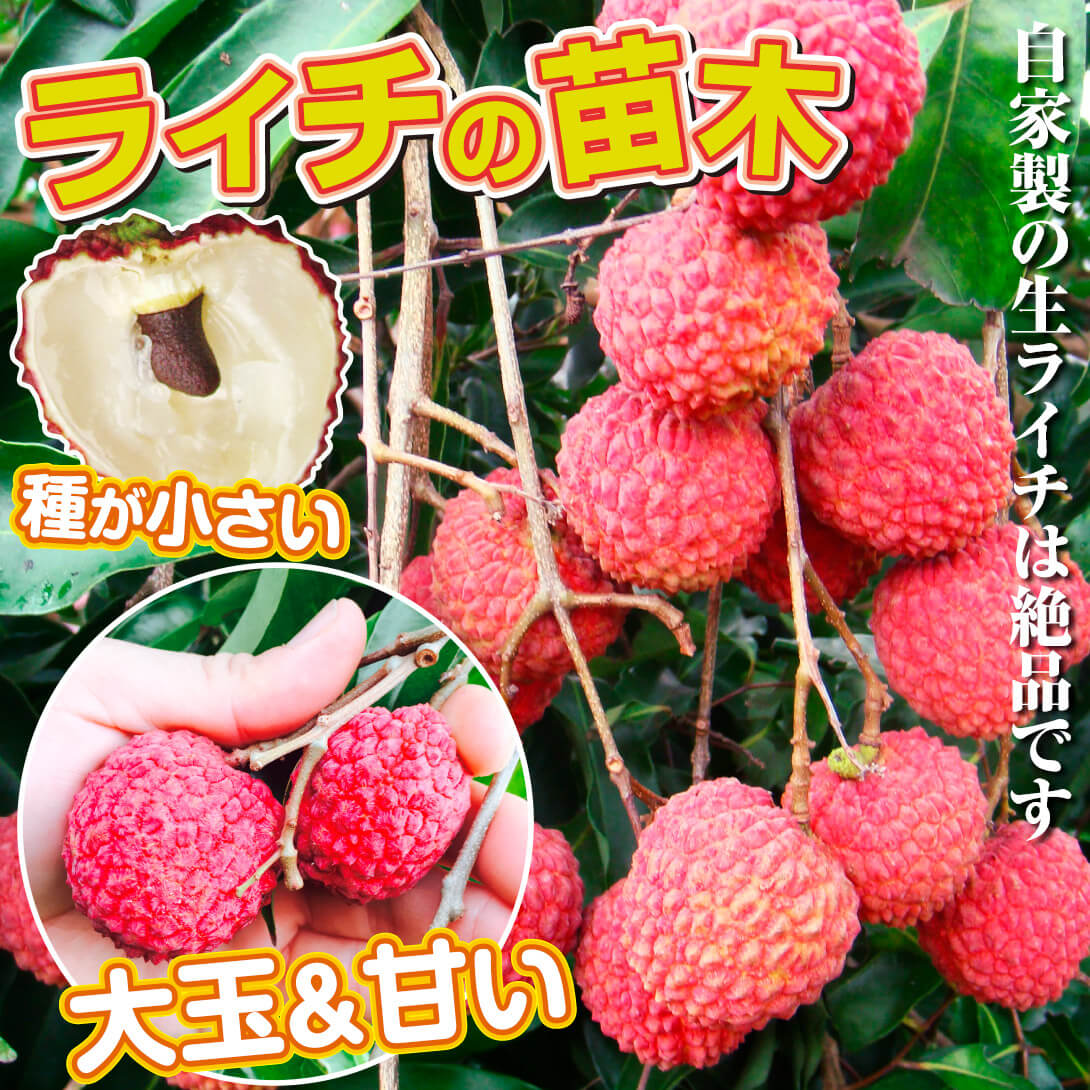 国華園オンラインショップ / 果樹苗 ライチ ジャカパット 1株