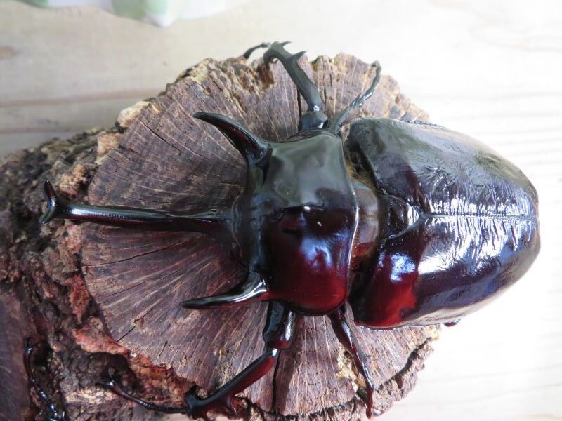 ☆新成虫☆マルスゾウカブト♂116ミリ♀75ミリペア販売！！ - 昆虫家