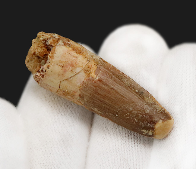 エナメル質に美しい光沢あり、北アフリカ・モロッコの白亜紀層から採集