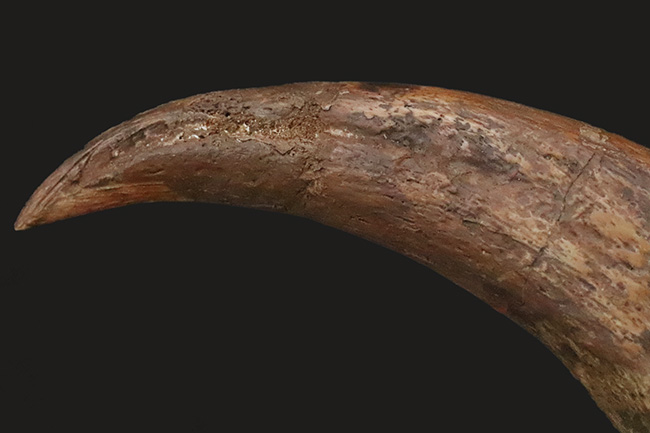 スピノサウルス ハンドクロウ かぎ爪 化石標本 肉食恐竜 獣脚類 1433